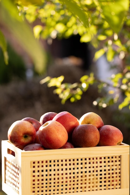 Pommes dans une boîte en bois au coucher du soleil boîte en bois pleine de pommes fraîches pommes juteuses avec des feuilles vertes