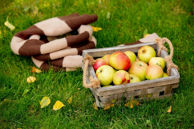 Pommes dans un panier et écharpe sur l'herbe verte dans un jardin.