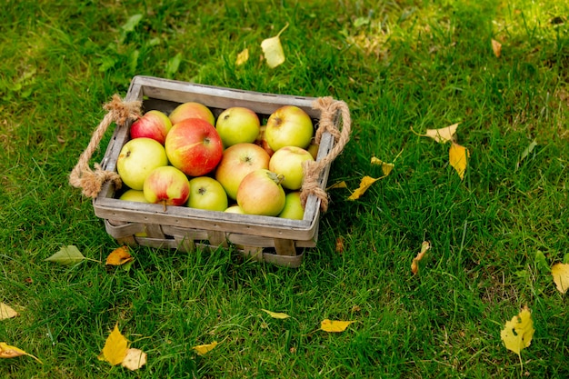 Pommes dans un panier sur l'herbe verte dans un jardin.