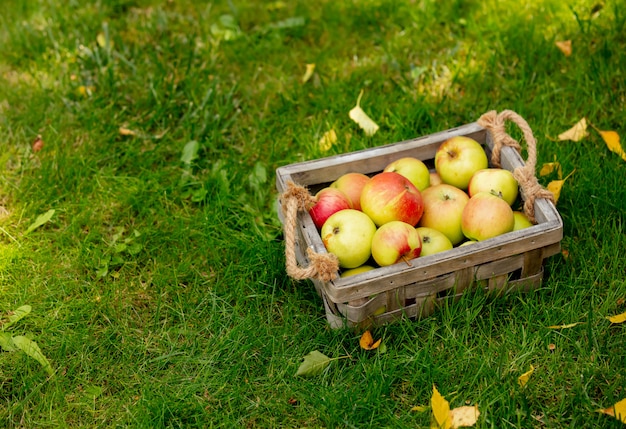 Pommes dans un panier sur l'herbe verte dans un jardin.