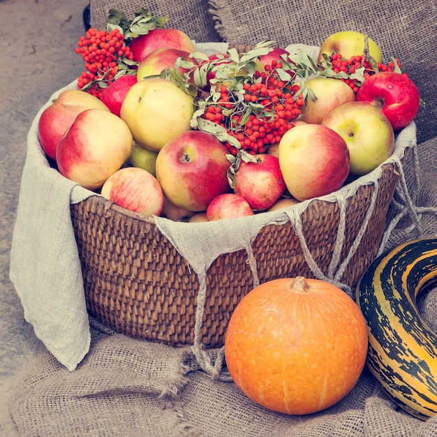 Pommes dans le panier en osier courge à moelle et rowan berry Automne nature morte