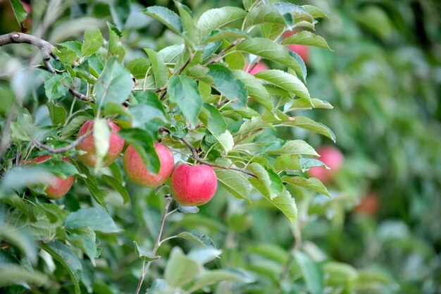 pommes dans le verger à l'automne prêtes à être récoltées