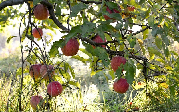 Des pommes dans le verger tôt le matin.