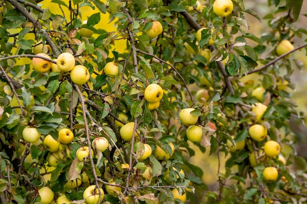 Pommes délicieuses jaunes dans le jardin sur un arbre