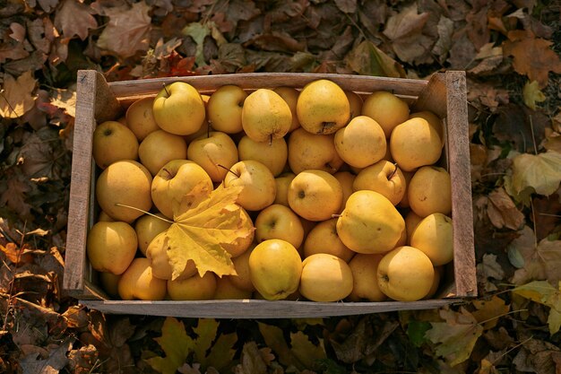 Pommes dorées dans une boîte en bois vintage sur le sol plein de feuillage d'automne récolte de fruits jaunes mûrs