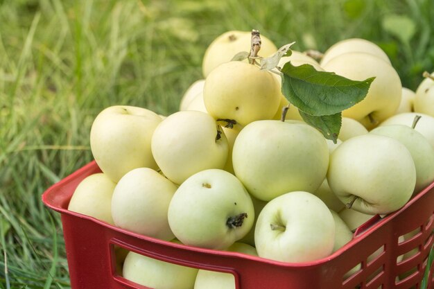 Pommes d'été biologiques fraîches dans une boîte de jardin en plastique. Récolte sur un concept de ferme