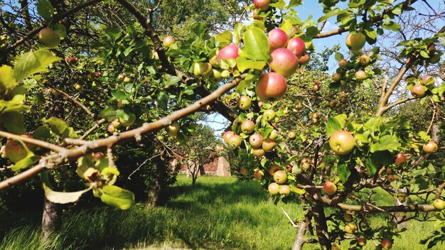 Photo les pommes fleurissent au printemps.