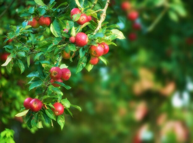 Pommes fraîches dans un cadre naturel Pommes fraîches dans un cadre naturel