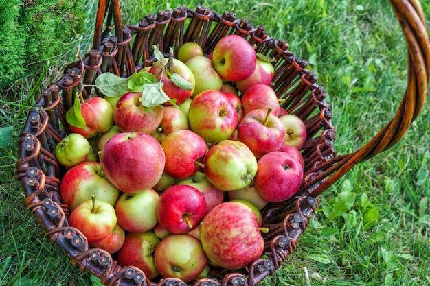 Des pommes fraîches dans un panier dans un jardin d'été à la campagne