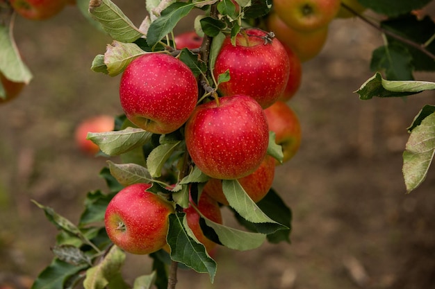 Pommes fraîches du verger La récolte des pommes est prête à être cueillie dans le verger en Moldavie