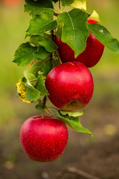 Pommes fraîches du verger.