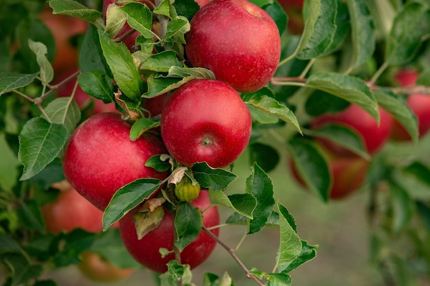 Pommes fraîches du verger.