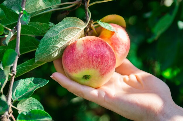 Pommes fraîches sur les pommiers