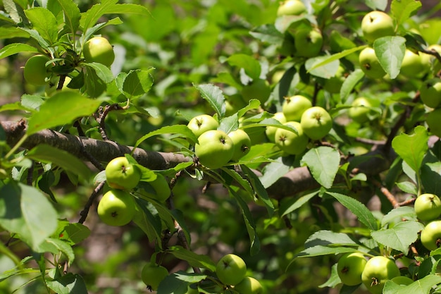 Pommes fruits fruits verts mûrissent sur l'arbre parmi les feuilles.