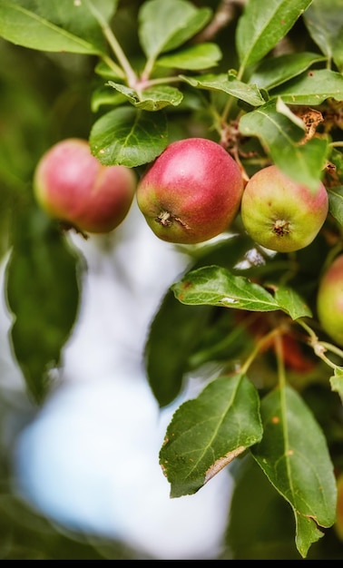 Pommes et gros plan de plantes dans la nature pour la croissance agriculture et agriculture durables ou fond de jardin Fruits rouges et verts poussant dans le verger pour une récolte ou une durabilité alimentaire saine