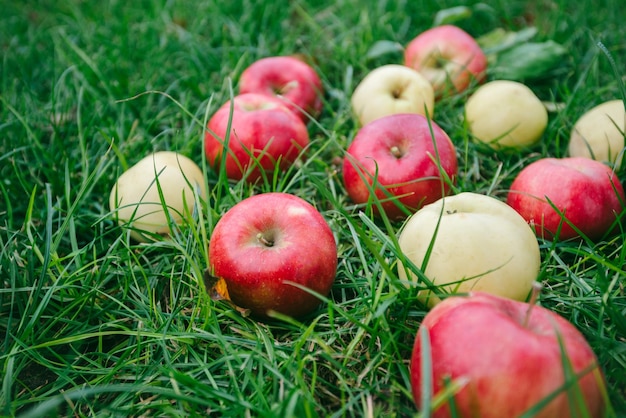 Pommes sur l'herbe verte