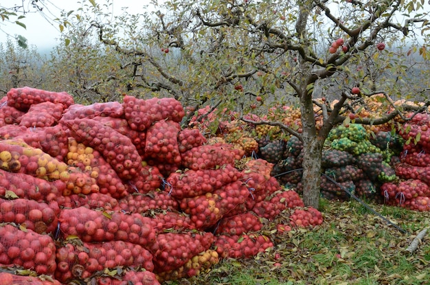 Pommes industrielles pour le jus de pomme