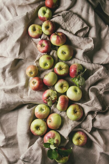 Pommes de jardinage mûres