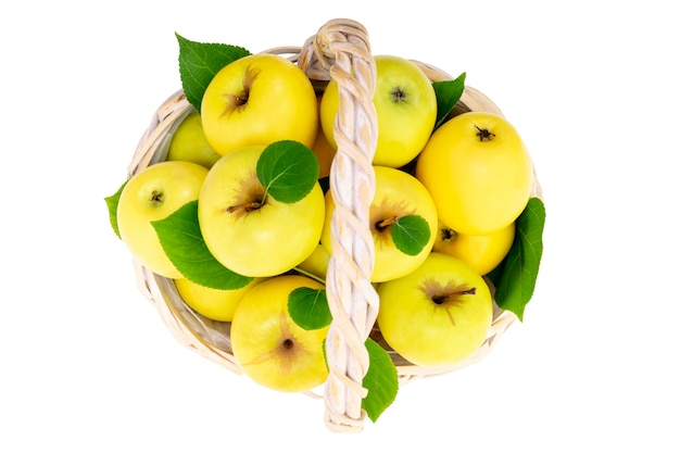 pommes jaunes fraîches dans un panier en osier isolé sur blanc. récolte d'été ou d'automne de fruits mûrs.