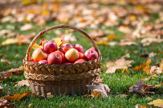 Pommes juteuses dans un panier dans le jardin