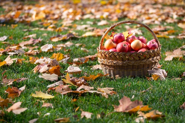 Pommes juteuses dans un panier dans le jardin