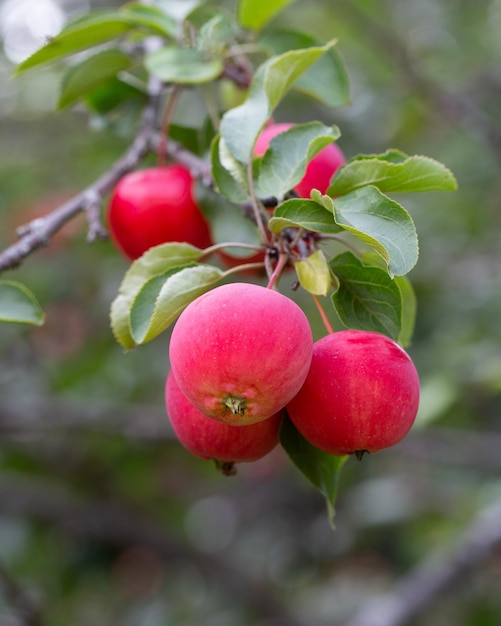 Pommes juteuses mûres sur une branche Récolte de la ferme du verger