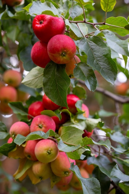 Photo des pommes juteuses mûres sur une branche de la récolte de la ferme du verger