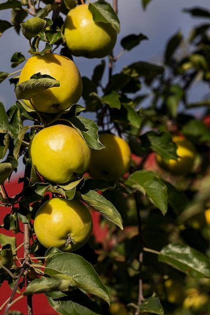 Des pommes juteuses vertes pendent sur les branches d'un arbre sur un fond de ciel bleu