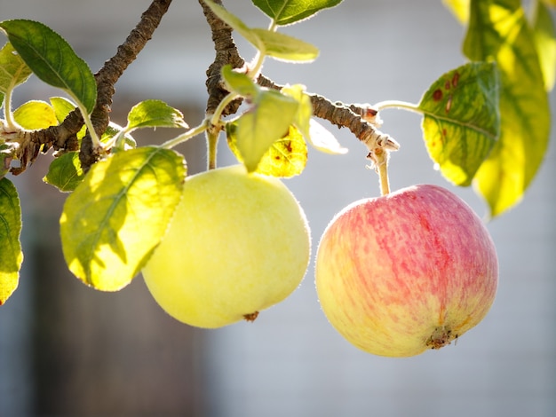 Pommes moelleuses sur un arbre en journée ensoleillée avec arrière-plan flou. Faible profondeur de champ.