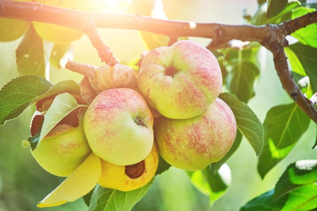 Photo des pommes mûres accrochées à un arbre contre un feuillage vert en arrière-plan un jour d'été ensoleillé.