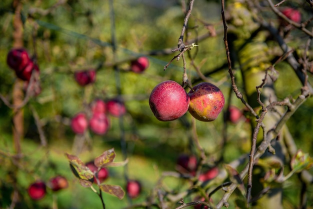 Pommes mûres sur l'arbre