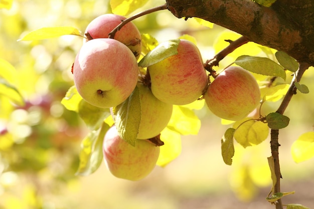 Pommes mûres sur l'arbre