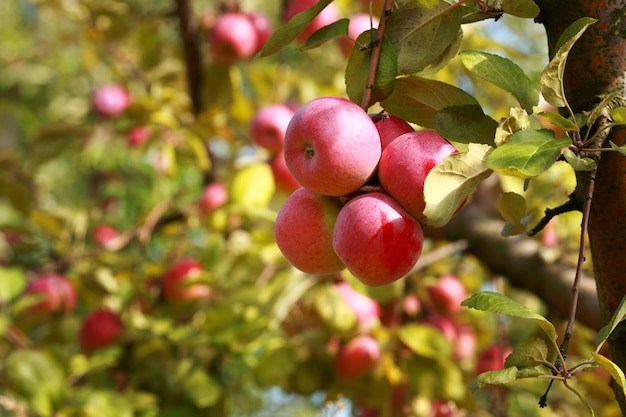 Pommes mûres sur l'arbre