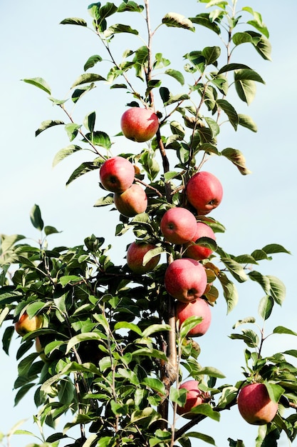 Pommes mûres sur l'arbre