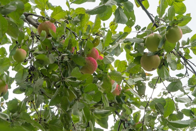 Pommes mûres sur une branche d'arbre contre le ciel