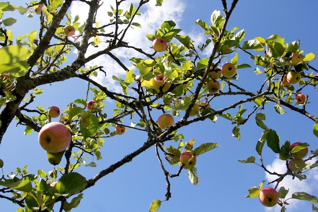 pommes mûres sur une branche, pommes rouges sur un arbre dans le jardin