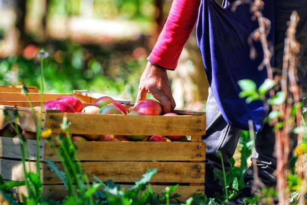 des pommes mûres dans une caisse en bois