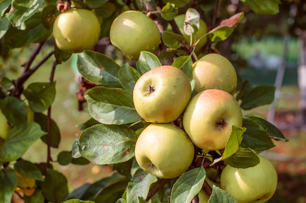 Pommes mûres dans le jardin d'été.