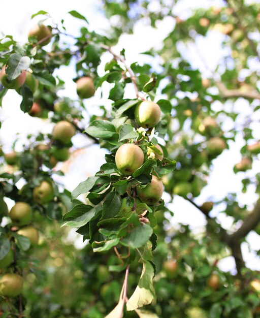 Pommes mûres fraîches sur l'arbre dans le jardin d'été. Récolte de pommes