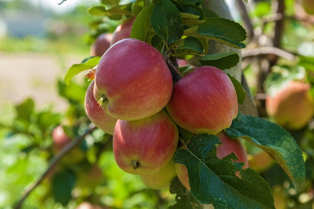 Pommes mûres sur une pomme ramifiée accrochée à une branche au verger