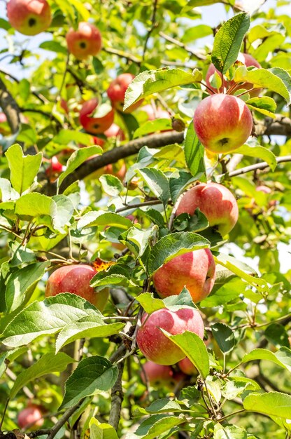 Des pommes mûres sur un pommier