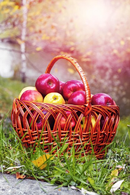 Pommes mûres rouges dans un panier près de la rivière Apple récolte