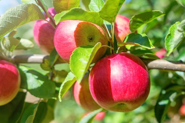 Pommes mûres rouges dans le verger, pommier