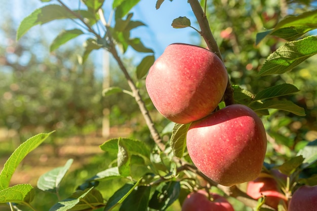 Pommes mûres rouges dans le verger, pommier