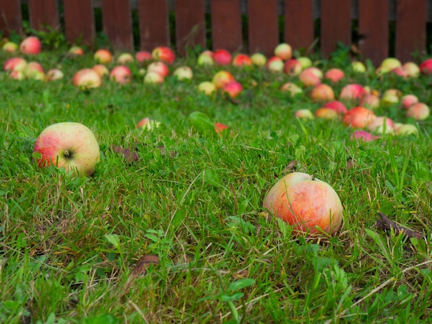 Les pommes mûres tombent de l'arbre au sol