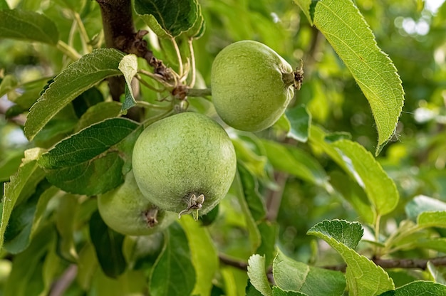 Pommes mûres vertes accrochées à l'arbre dans le jardin d'été.