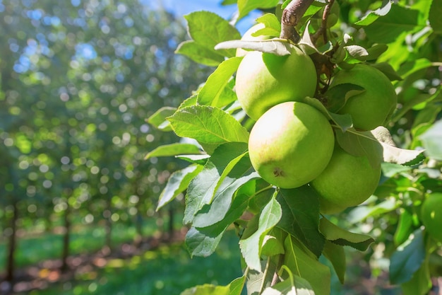 Pommes mûres vertes dans le verger, pommiers