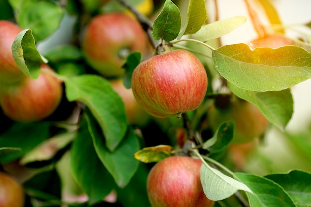 Pommes mûrissant dans le verger