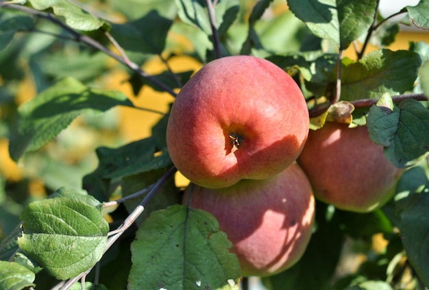 Les pommes mûrissent sur les arbres