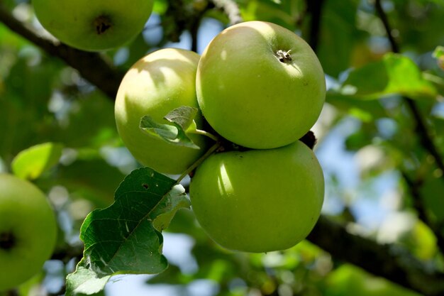 Les pommes mûrissent sur une branche dans le jardin par un gros plan d'une journée d'été ensoleillée